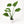 Alocasia cucullata 4” Pot – Tropical Elephant Ear Houseplant live plant