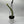 Variegated Monkey Tail Cactus 4” Hanging Basket – Rare Trailing Cactus live plant