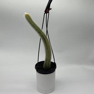 Variegated Monkey Tail Cactus 4” Hanging Basket – Rare Trailing Cactus live plant