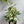 Epipremnum Pinatum Marble