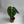 Anthurium Crystallinum