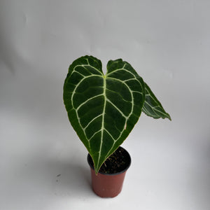Anthurium Crystallinum