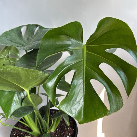Large monstera deliciosa 8" pot