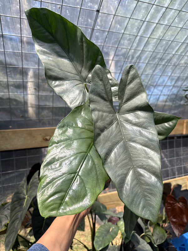 Alocasia Corazon