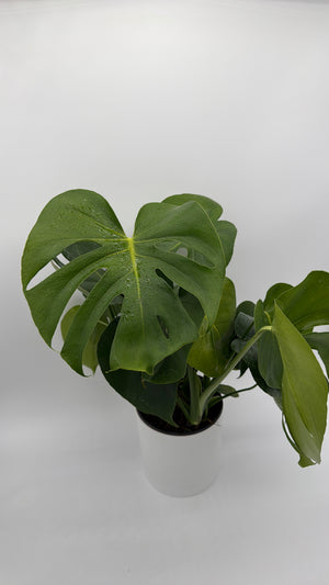 Monstera Deliciosa