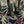 Spiralis Spiral Cactus