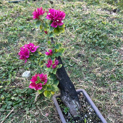 Bougainvillea bonsai #110