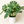 Large Monstera Thai Constellation