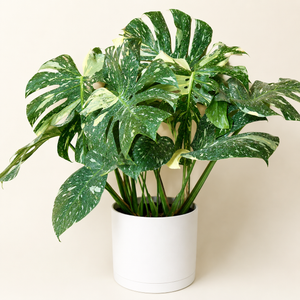 Large Monstera Thai Constellation