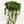 String of Pearls (Curio Rowleyanus)