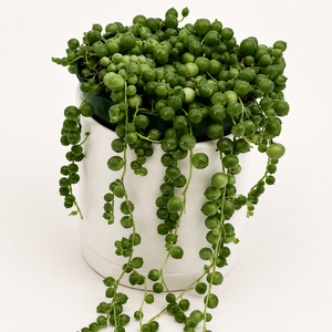 String of Pearls (Curio Rowleyanus)
