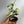 Epipremnum Pinatum Marble Flame 4