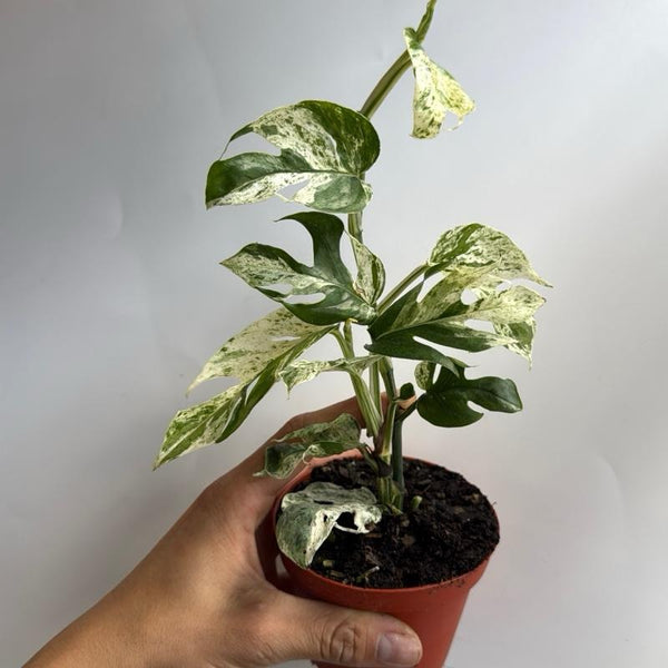 Epipremnum Pinatum Marble Flame 4" pot