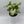 Syngonium White Butterfly