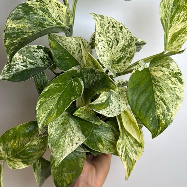 Pothos Marble Queen