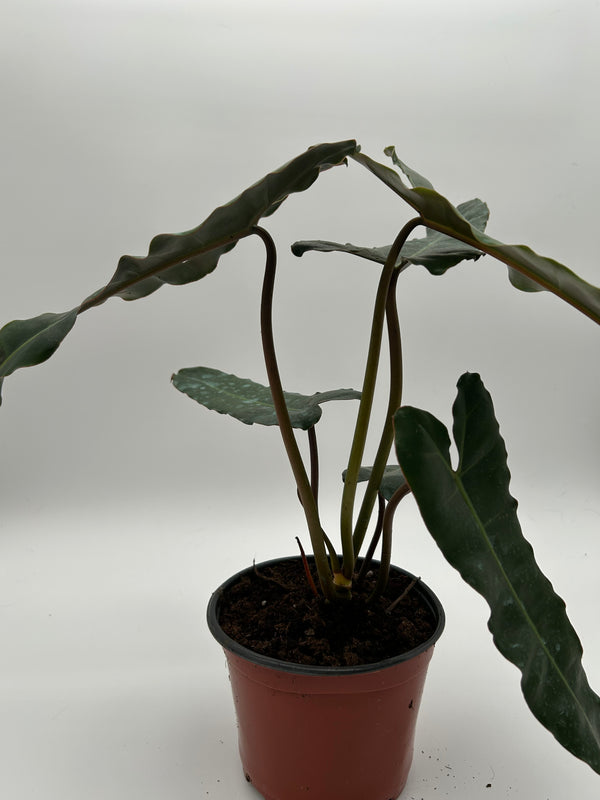 Philodendron Black billietiae Billietiae x Atabapoense 6” pot