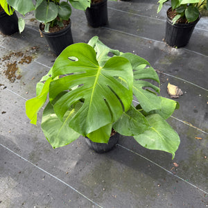 Monstera Deliciosa