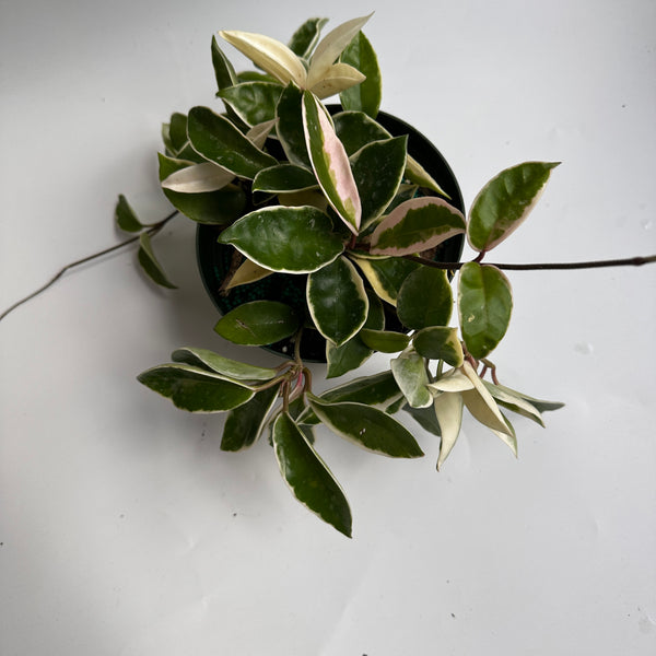 Hoya Krimson Queen