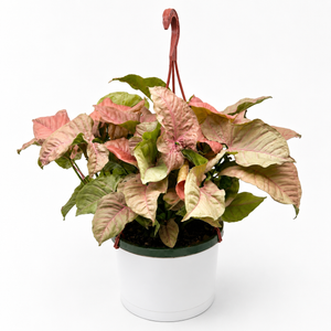 Syngonium Neon Pink