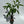 Money Tree