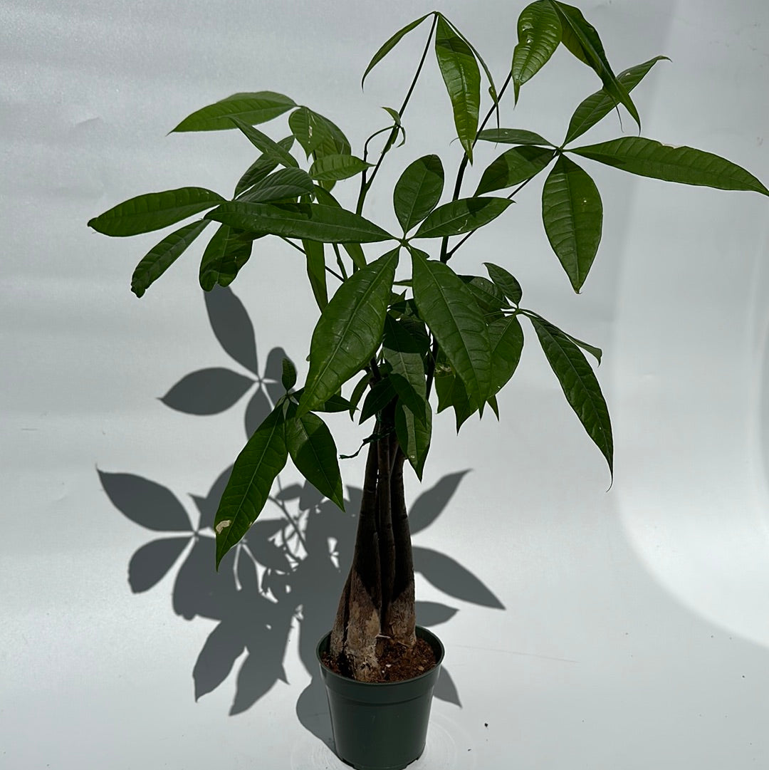 is money tree a good indoor plant Runo Plants | Indoor Plants