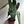 Philodendron Black billietiae Billietiae x Atabapoense