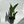 Alocasia Tigrina Superba