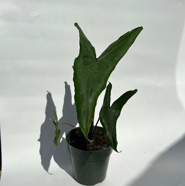 Alocasia Tigrina Superba