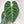 Anthurium Regale