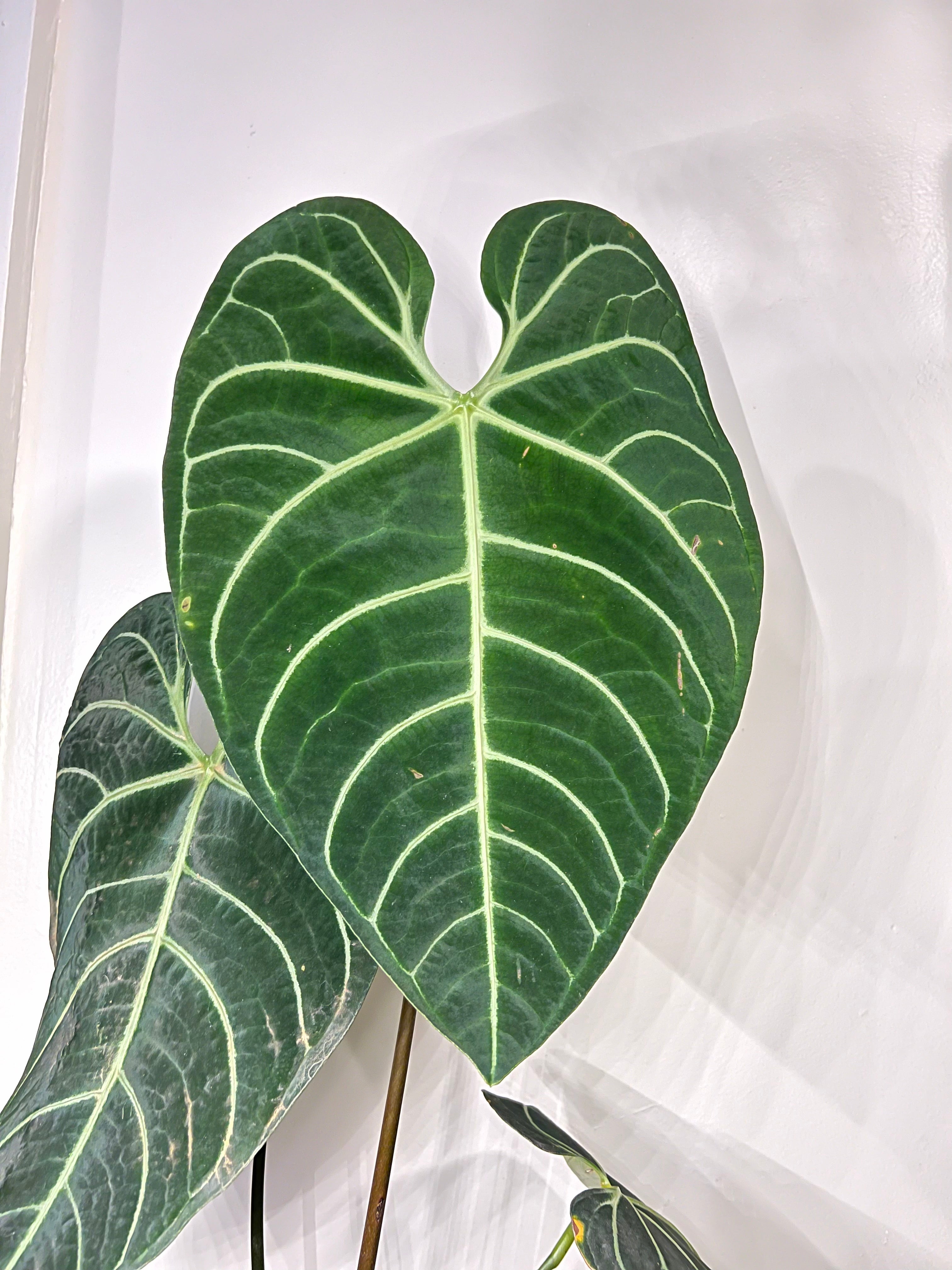 chanel anthurium Indoor Plants | Anthurium Regale – RUNOPLANTS