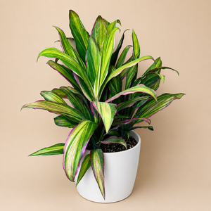 Large Cordyline Harlequin