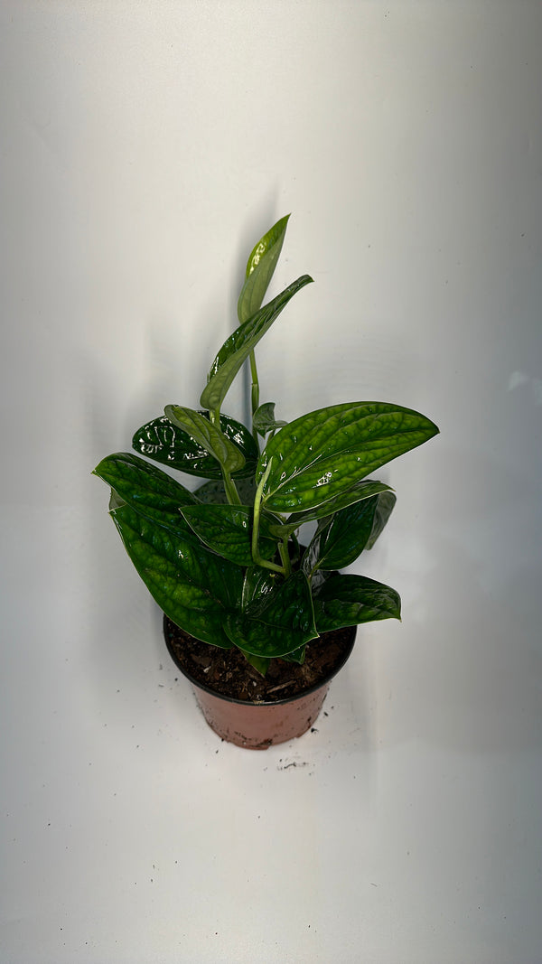 Monstera Peru