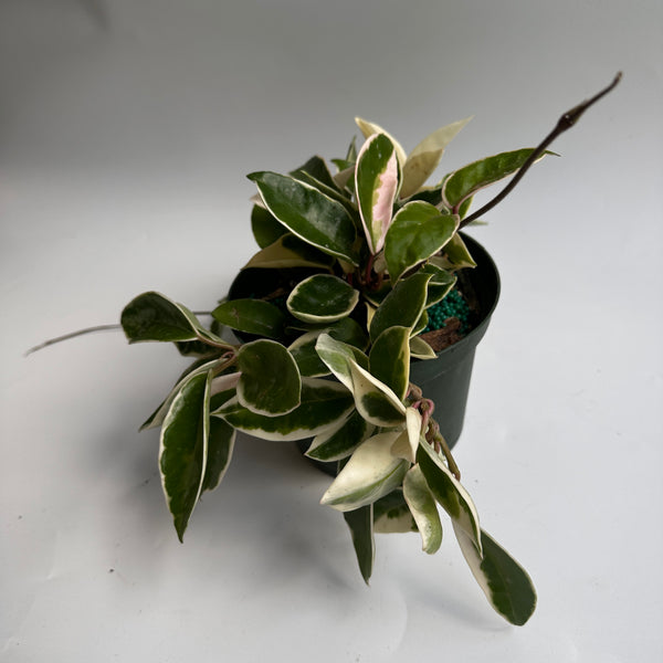 Hoya Krimson Queen