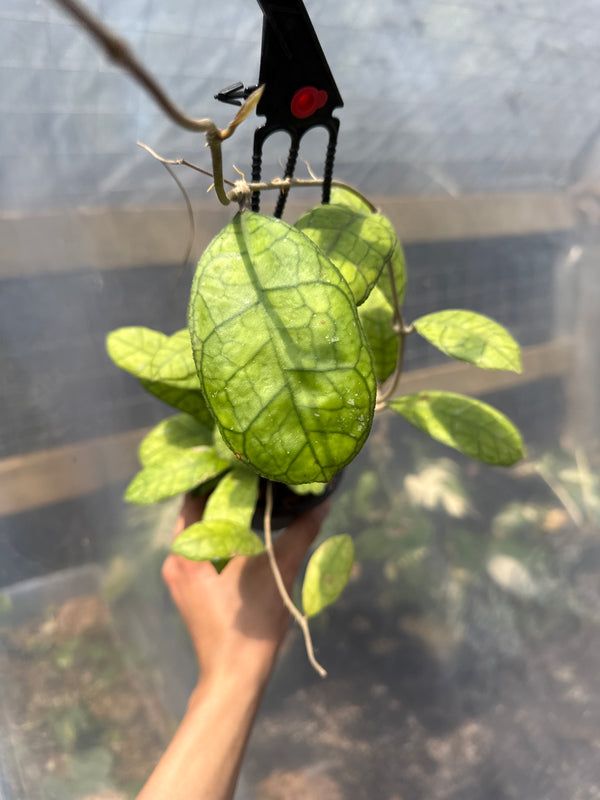 Hoya Finlansonii