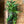 Rehab Plants - Plants to Rescue & Revive