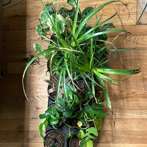 Rehab Plants - Plants to Rescue & Revive