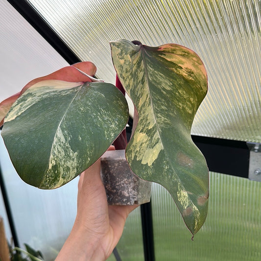 Strawberry shake philodendron * top cutting SS21