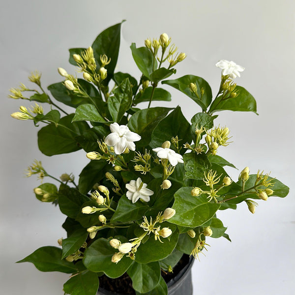Jasmine Bush (Mo Samba)