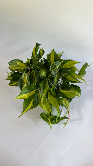 Philodendron Brazil