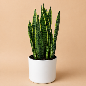 Sansevieria 'Laurentii'