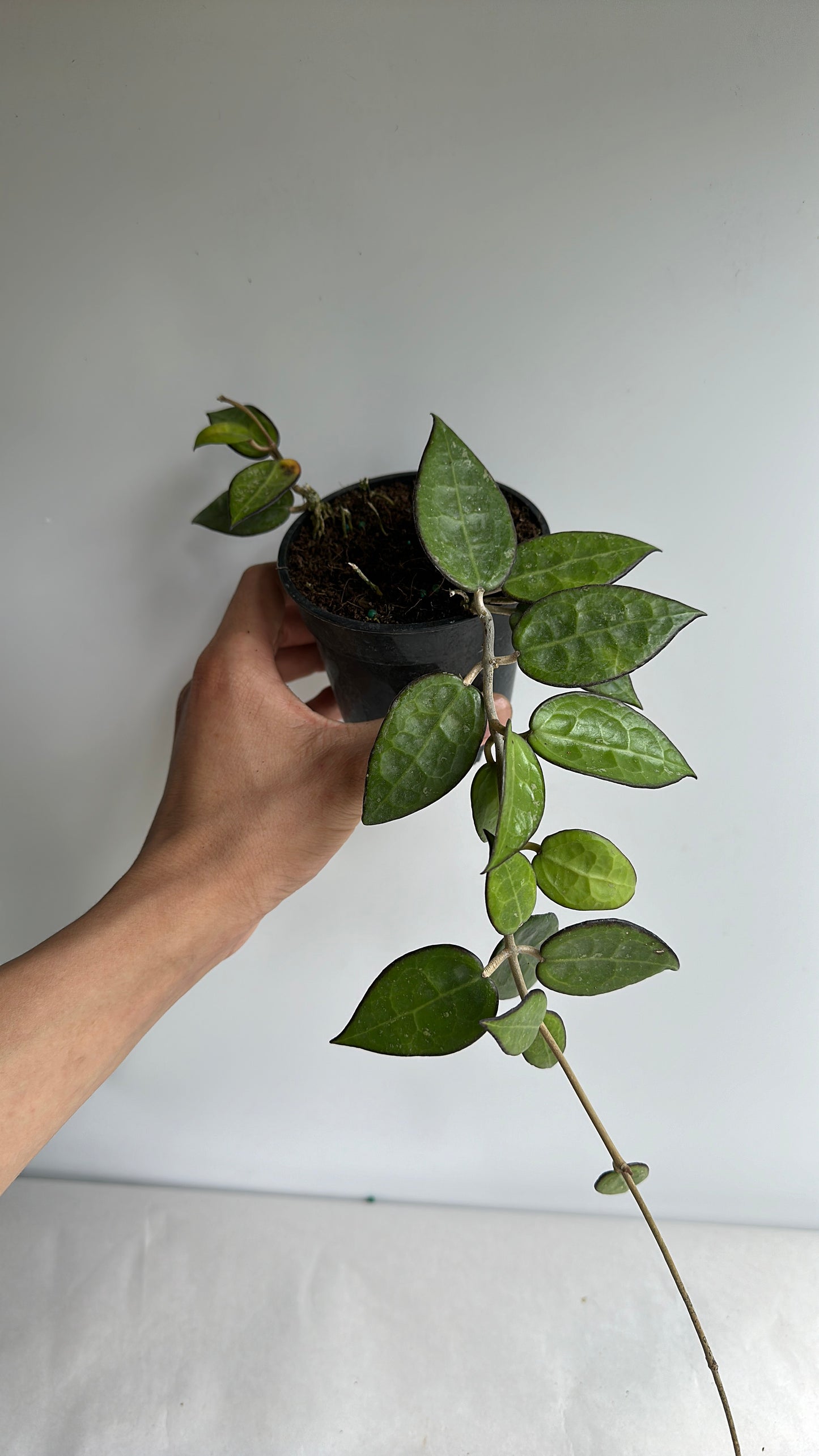 Hoya parasitica black margin 4" | house plant | pet friendly