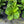 Fiddle Leaf Fig (Ficus)