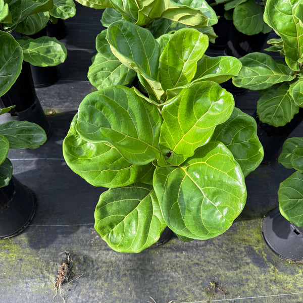 Fiddle Leaf Fig (Ficus)