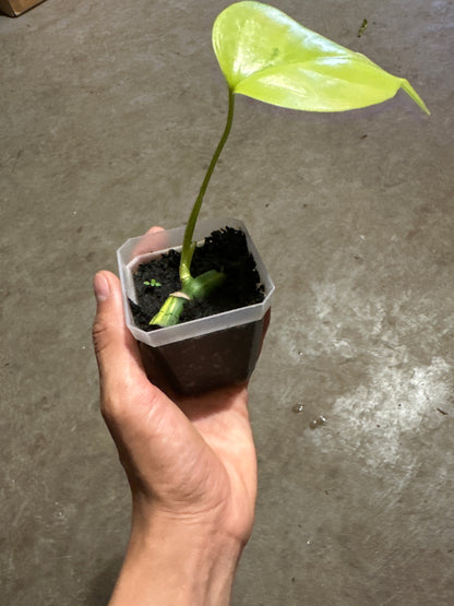 Monstera aurea MAu1 *rooted