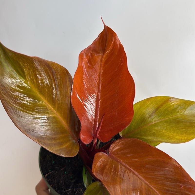 mature philodendron prince of orange Runo Plants | Easy Care & Beginner Plants