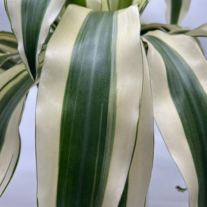 XL Dracaena fragrans ‘White’ 10” Pot – Large Variegated Tropical Houseplant live plant