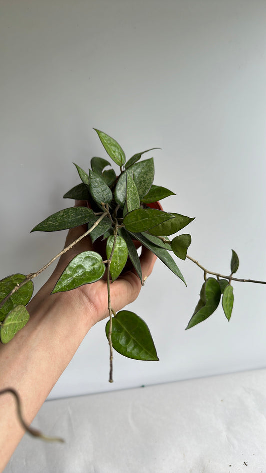Hoya parasitica black margin 4" | house plant | pet friendly
