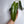 Philodendron Spiritus Sancti
