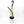 Variegated Monkey Tail Cactus 4” Hanging Basket – Rare Trailing Cactus live plant