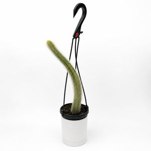 Variegated Monkey Tail Cactus 4” Hanging Basket – Rare Trailing Cactus live plant